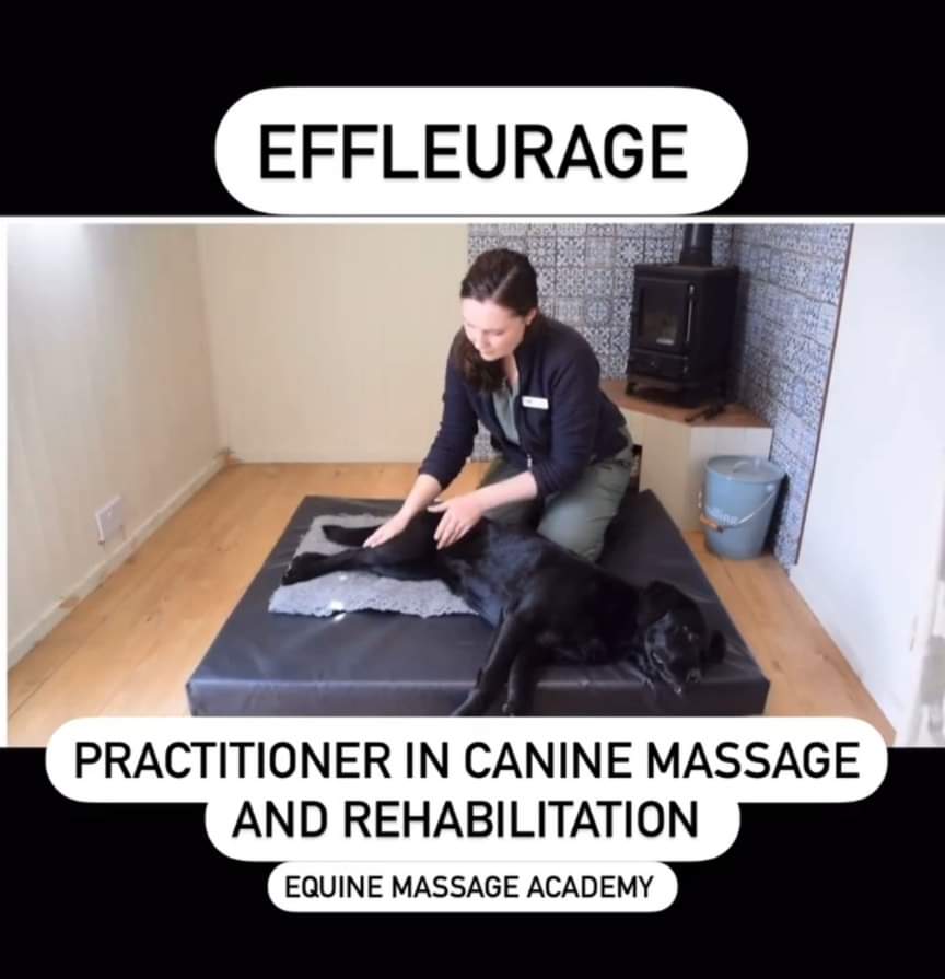 EMA Practitioner in Canine Massage & Rehabilitation (Level 5)